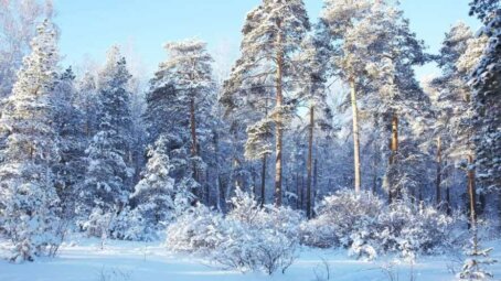 Семья Усольцевых — не единственные, кто исчез при загадочных обстоятельствах в районе Минской петли