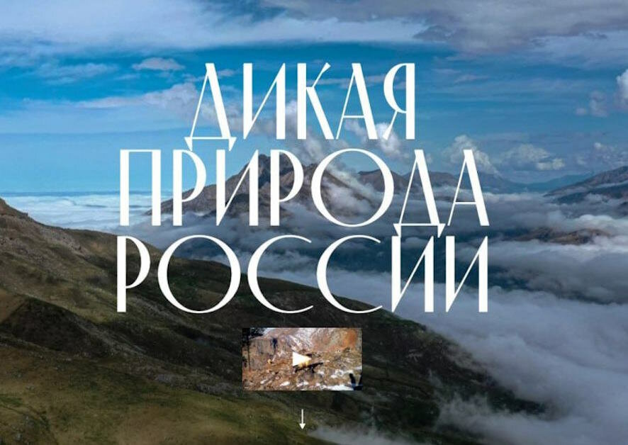 Открылся портал «Дикая природа России»