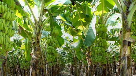 В России впервые утвердили государственный стандарт для импортируемых бананов