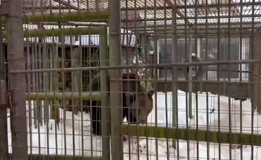 В Смоленской области медведь, находившийся в клетке, задрал мужчину
