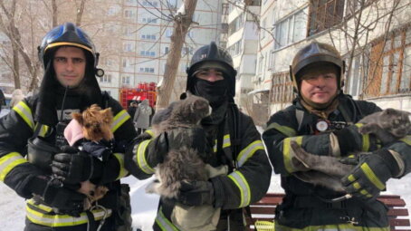 В Омске из-за ноутбука едва не пострадали жильцы и животные