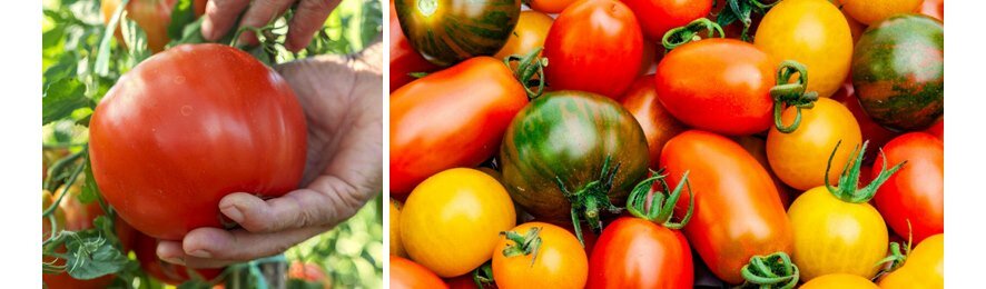 Тонкости выращивания помидоров: от рассады до ухода за урожаем