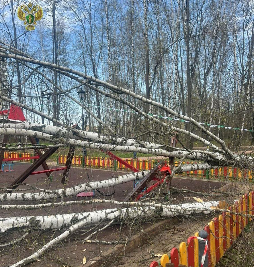 Прокуратура проводит проверку в связи с падением дерева на 2-летнюю девочку в Красногорске