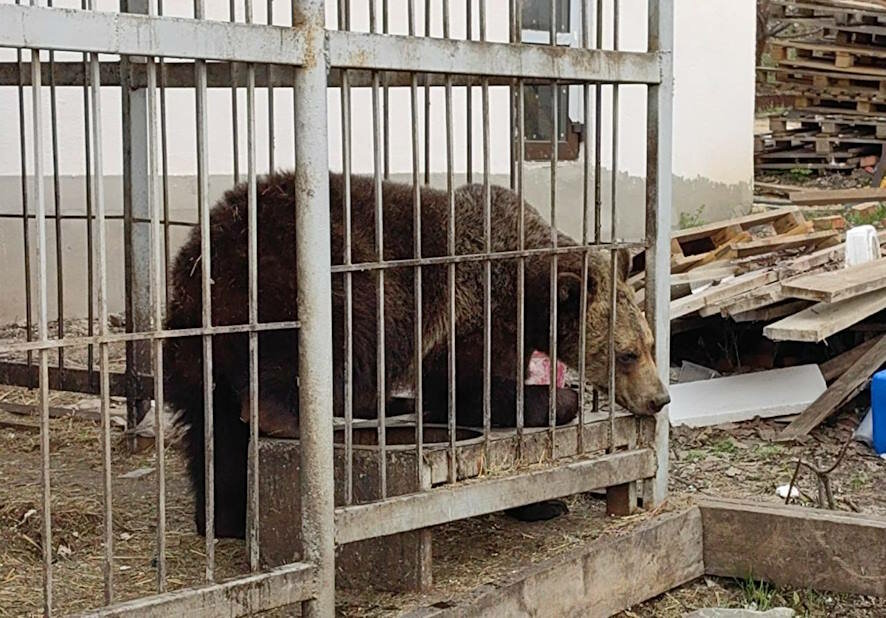 Изъятая в Саратове медведица Венера переезжает в Белгородский зоопарк