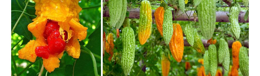 Экзотические овощи для вашего здоровья: момордика, пепино, кивано прекрасно растут в северных садах