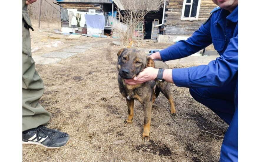 В Приморском крае собака спасла потерявшегося в лесу мальчика — она грела его ночью, чтобы он не замерз