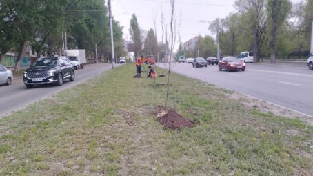 В Саратове создадут интерактивную карту для контроля за зелёными насаждениями