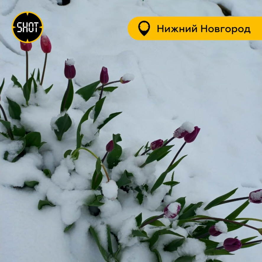 Свежую порцию майского снега принесла природа сразу в несколько регионов России