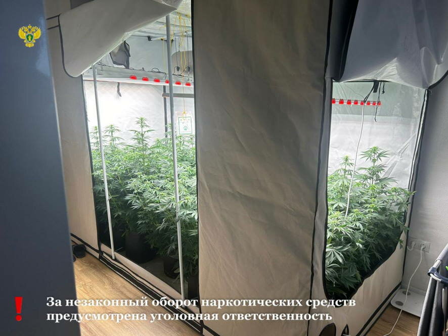 Мужчина выращивал марихуану прямо у себя в квартире в Москве