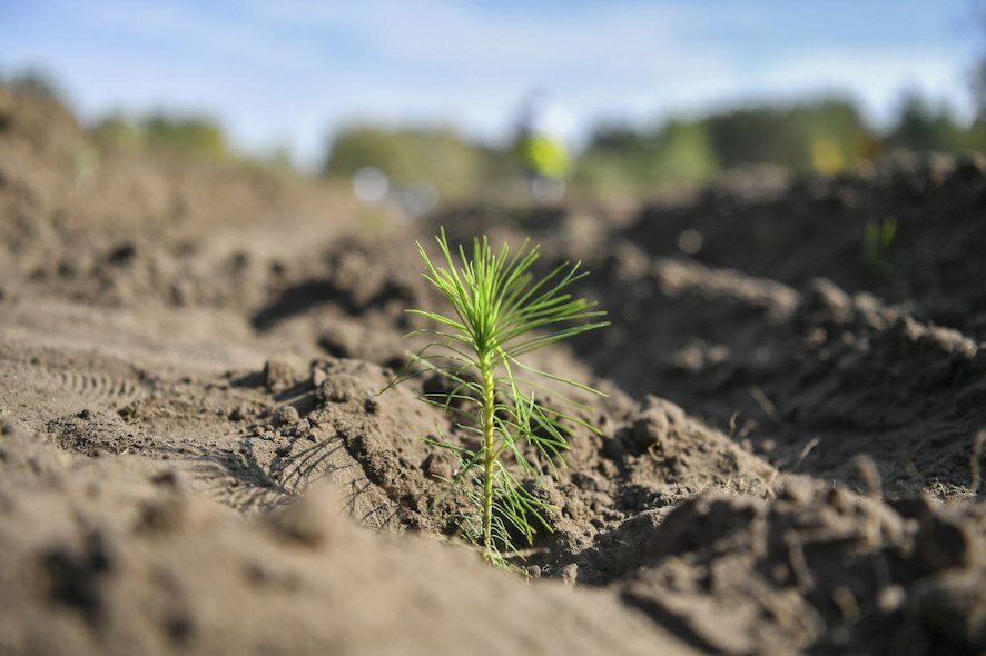 1700 гектаров леса высадили в Саратовской области за полтора месяца