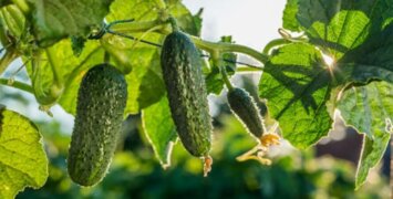 Как ухаживать за огурцами при затянувшейся весне: советы дачникам