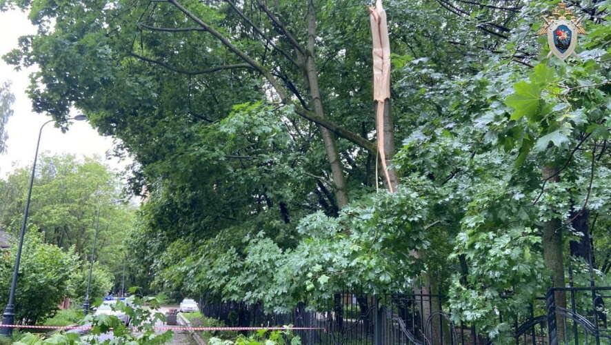 В Москве мужчина, на которого упало дерево, скончался до приезда медиков