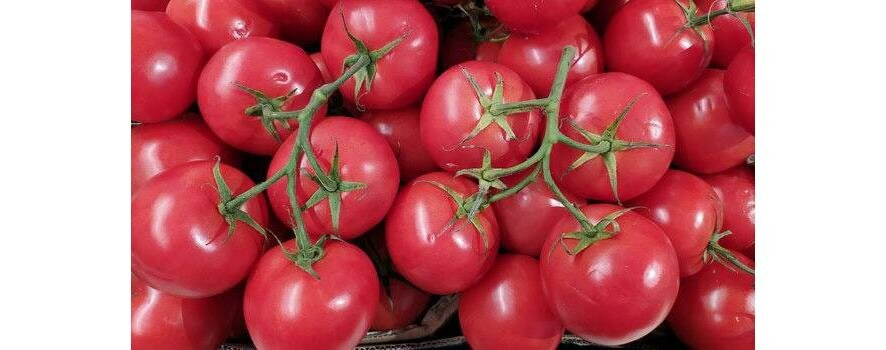 Как повысить урожай томатов