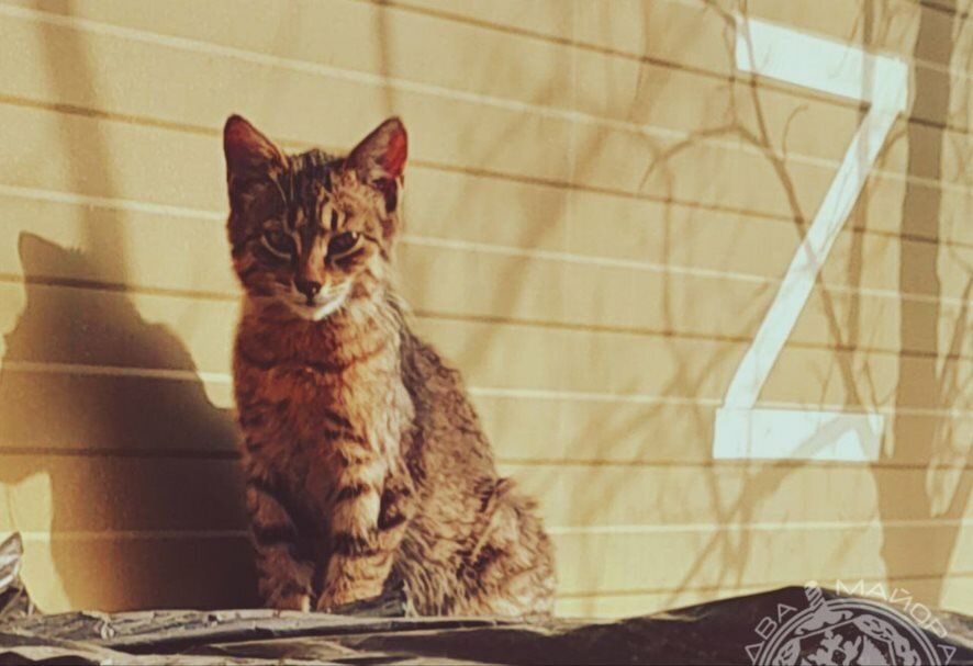 Олег Царев об Украине 16 ноября