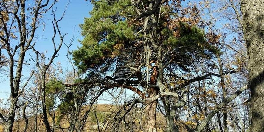 Сосна обыкновенная в селе Лох Саратовской области включена в реестр старовозрастных деревьев РФ