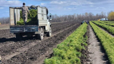 На территории Саратовской области осенью этого года высадили 1,8 тысячи гектаров новых лесов