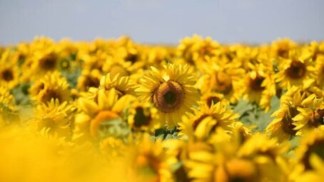 Саратовская область побила рекорды по урожаю подсолнечника и сахарной свеклы