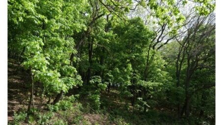 В России реализуется масштабная программа по сохранению лесов