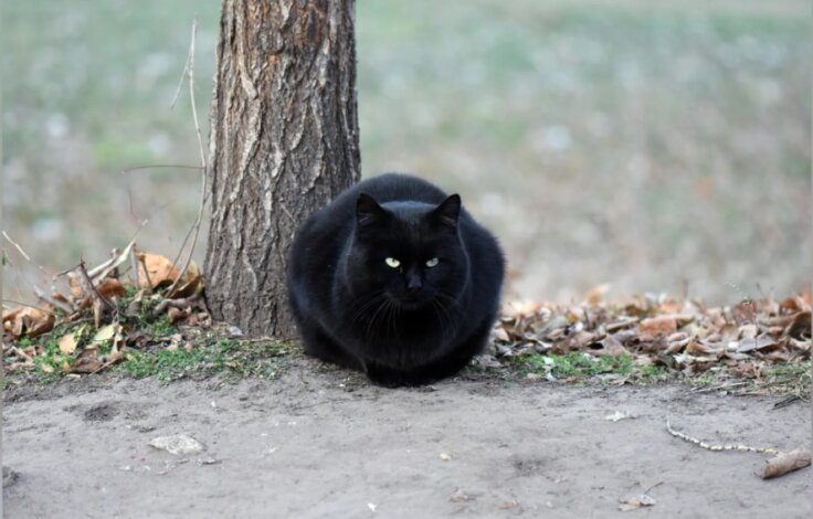 Тихий стресс: как тревога хозяина убивает его питомца