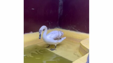 Лебедь прошел реабилитацию в Краснодаре и готовится к возвращению в природу