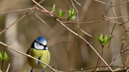 На выходных москвичей ожидает потепление до +18 градусов