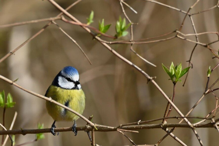 На выходных москвичей ожидает потепление до +18 градусов