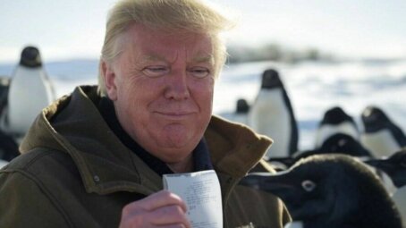 Рой разума: как пермские ученые нашли ключ к коллективному интеллекту, спрятанный в стае пингвинов