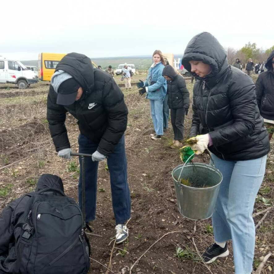 В Саратовской области высадили 2 тысячи сосен