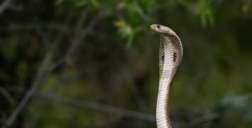 В индийском штате Бихар произошел необычный случай: двухлетний Говинда Кумар укусил кобру за голову, и змея погибла