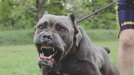 Владельцев собак потенциально опасных пород предложили обязать покупать страховку