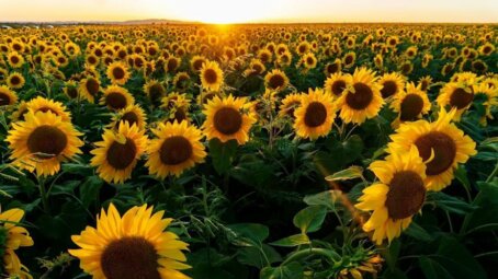 Саратовская область установила рекорд по сбору подсолнечника и укрепляет позиции аграрного гиганта России