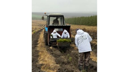 Саратовская область вошла в тройку пилотных регионов России по лесоклиматическим проектам