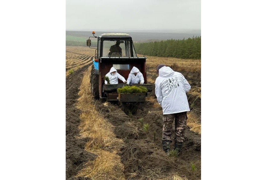 Саратовская область вошла в тройку пилотных регионов России по лесоклиматическим проектам