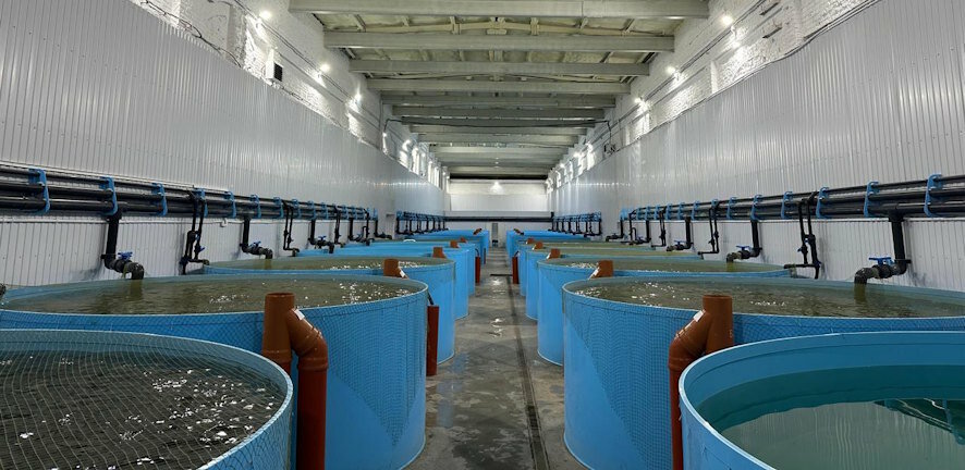 Инновации в агробизнесе: в Марксовском районе запустили высокотехнологичное производство форели