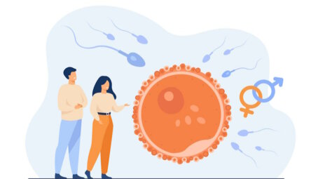 Оплодотворение яйцеклеток сперматозоидами