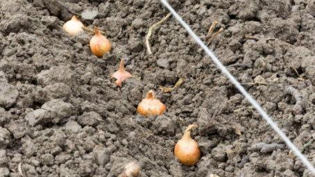 Когда сажать лук под зиму: особенности посадки