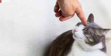 Три ошибки, которых стоит избегать, если вы хотите наказать кота за проделку