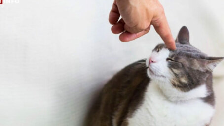 Три ошибки, которых стоит избегать, если вы хотите наказать кота за проделку