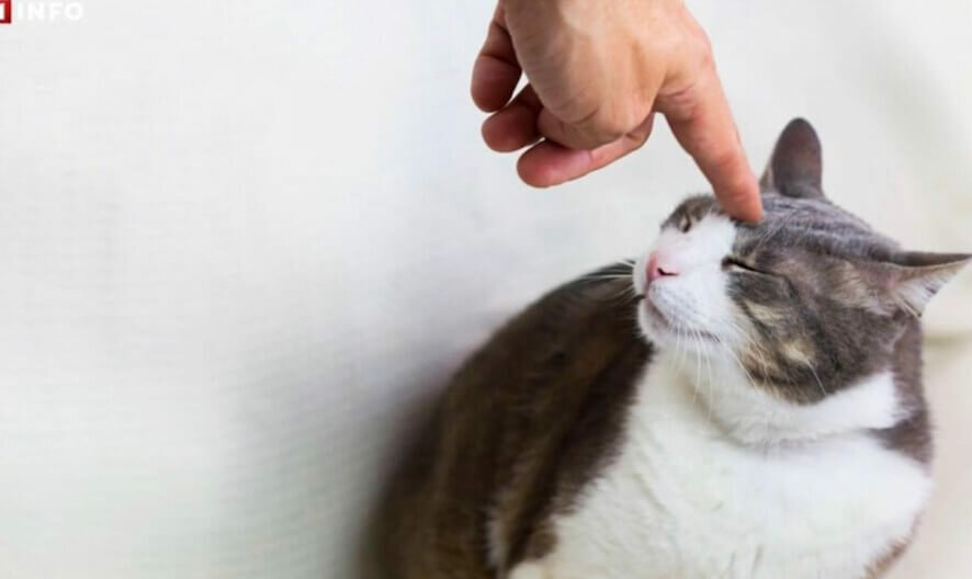 Три ошибки, которых стоит избегать, если вы хотите наказать кота за проделку