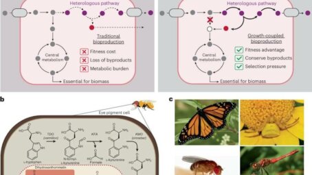Ученые заставили бактерии в промышленных масштабах производить «магический» пигмент осьминогов