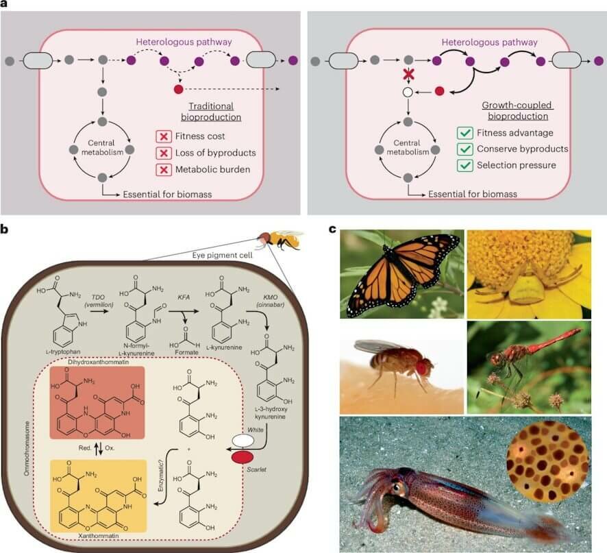 Ученые заставили бактерии в промышленных масштабах производить «магический» пигмент осьминогов