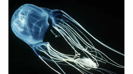 Двухлетний малыш из России погиб после укуса ядовитой медузы в Малайзии