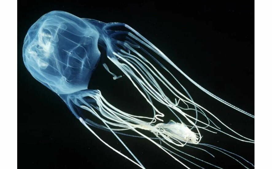 Двухлетний малыш из России погиб после укуса ядовитой медузы в Малайзии