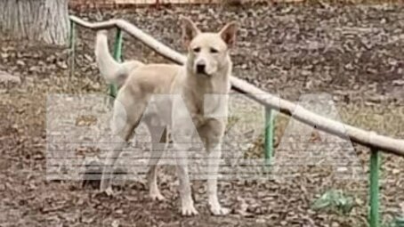 Трагедия в Саратове: бродячий пес покалечил молодую маму, но продолжает оставаться на свободе