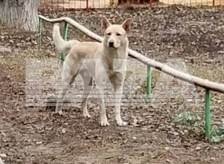 Трагедия в Саратове: бродячий пес покалечил молодую маму, но продолжает оставаться на свободе