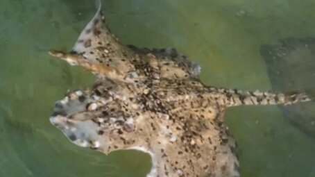 Ученые обнаружили в Черном море уникального мутировавшего ската