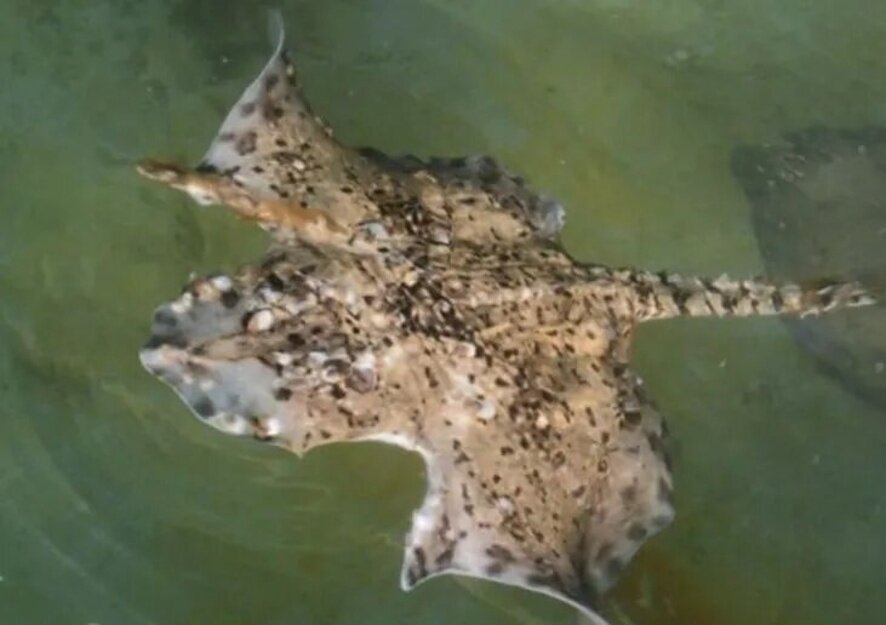 Ученые обнаружили в Черном море уникального мутировавшего ската
