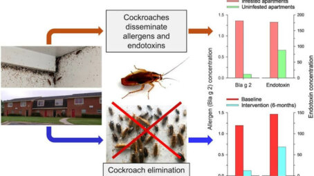 Тараканий след: как насекомые в вашей квартире управляют вашей аллергией