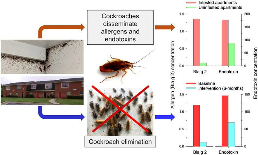 Тараканий след: как насекомые в вашей квартире управляют вашей аллергией