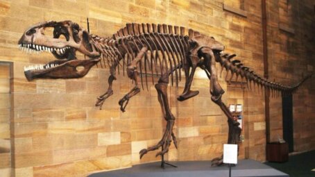 Гиганотозавр: южноамериканский гигант, который мог бы бросить вызов тирексу